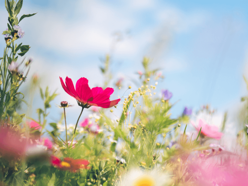 Bunte Wildblumen in voller Blüte unter blauem Himmel an einem sonnigen Frühlingstag.