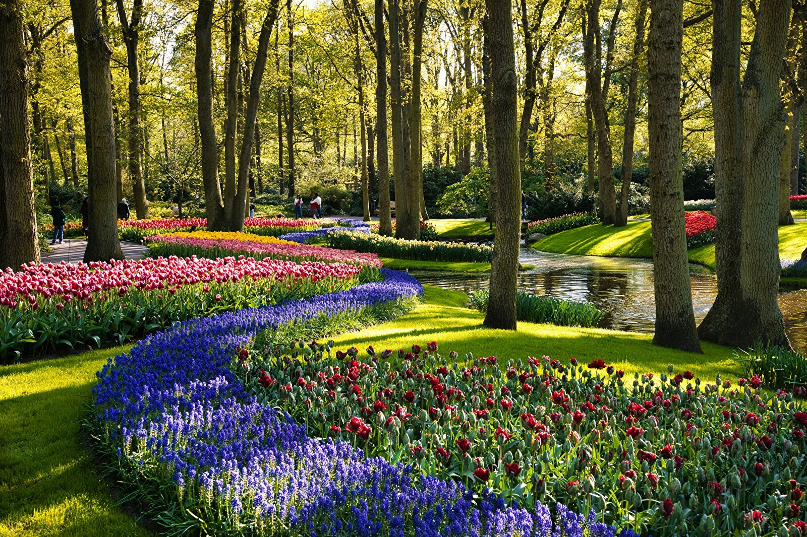 Kleurrijke bloemenvelden in de Keukenhof met bloeiende tulpen, hyacinten en andere voorjaarsbloemen, omgeven door groene bomen en een sierlijke waterstroom.